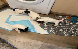 Jack Russell dogs for sale: Jack Russell pups  - Image 6