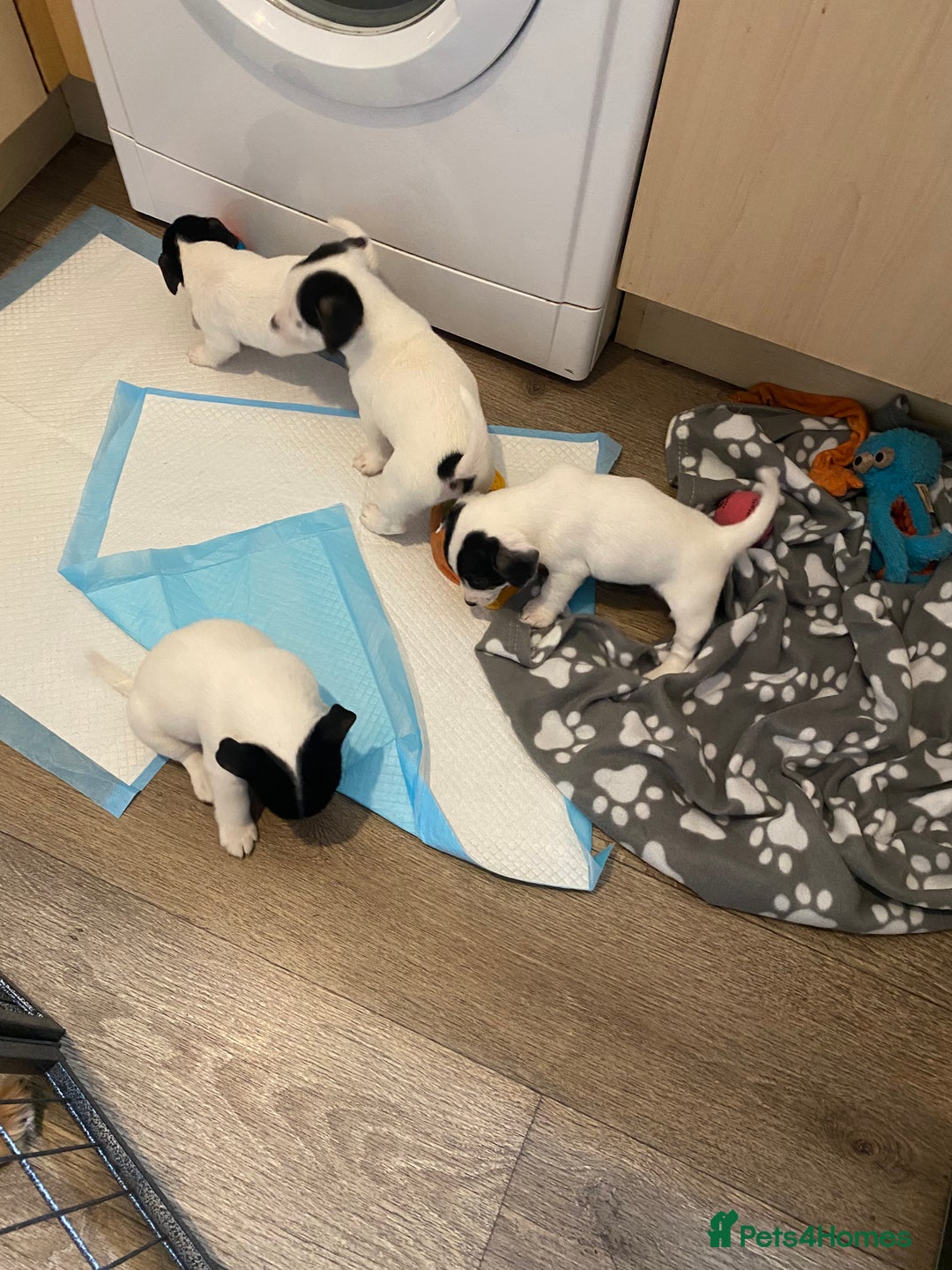Jack Russell dogs for sale: Jack Russell pups  - Image 6