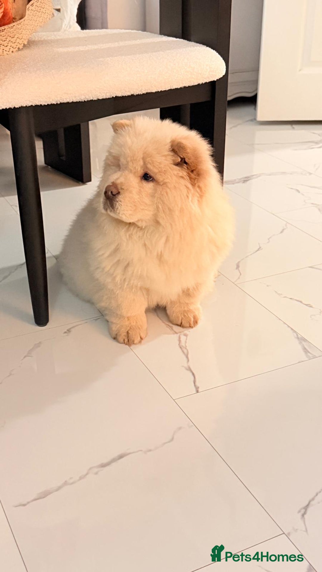 Chow Chow dogs for sale: Cream boy chow chow - Advert 2