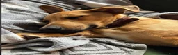 Mixed Breed dogs for adoption: 🐾 Meet Rufus – He Needs a Chance, Not a Kennel 🐾 - Advert 3