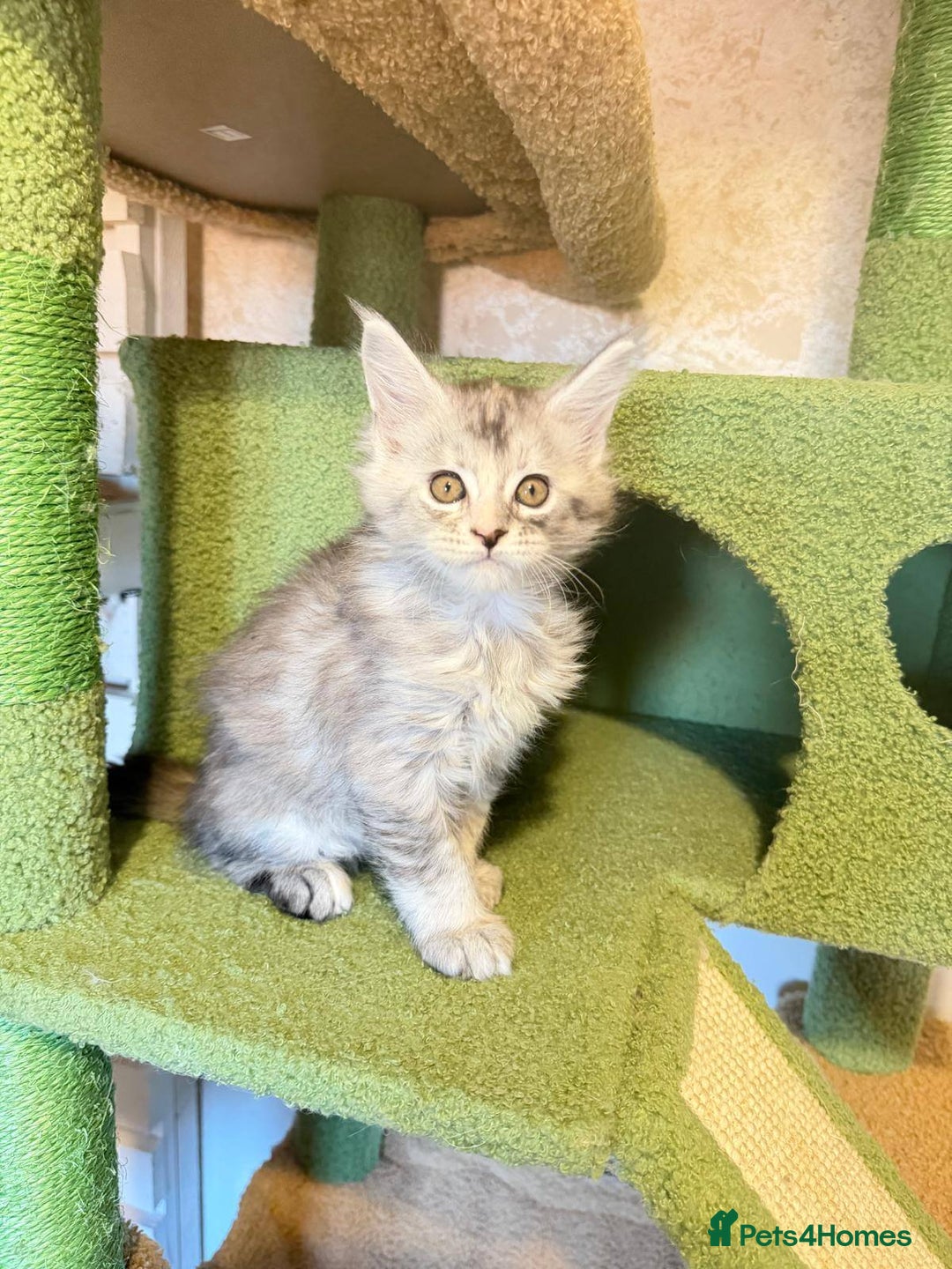 Maine Coon cats for sale: Beautiful Maine Coon Kittens - Advert 3