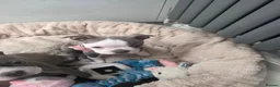 Boston Terrier dogs for sale: Health-Tested KC Registered Boston Terrier Puppies - Advert 6