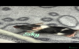 Mouse rodents for sale: Pet fancy mice babies  in Honiton - Image 6