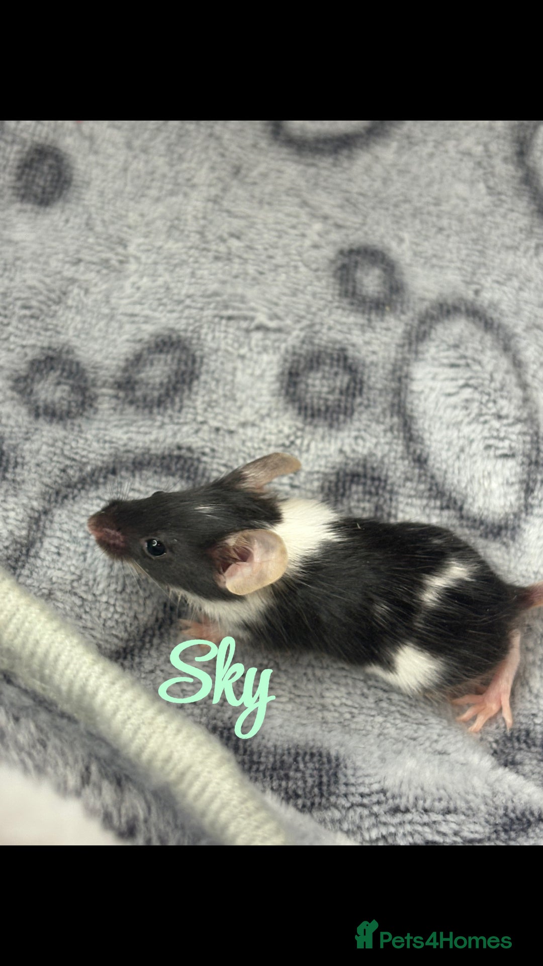 Mouse rodents for sale: Pet fancy mice babies  in Honiton - Image 6