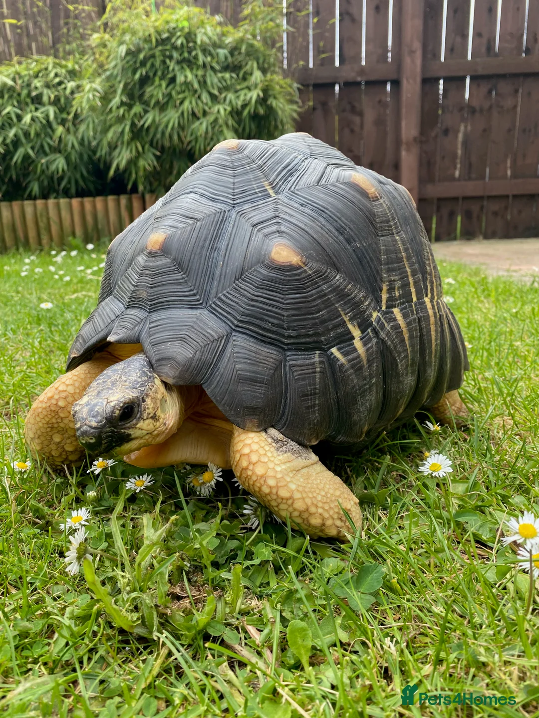 Tortoise reptiles for sale: CB Radiated Tortoise - Advert 7