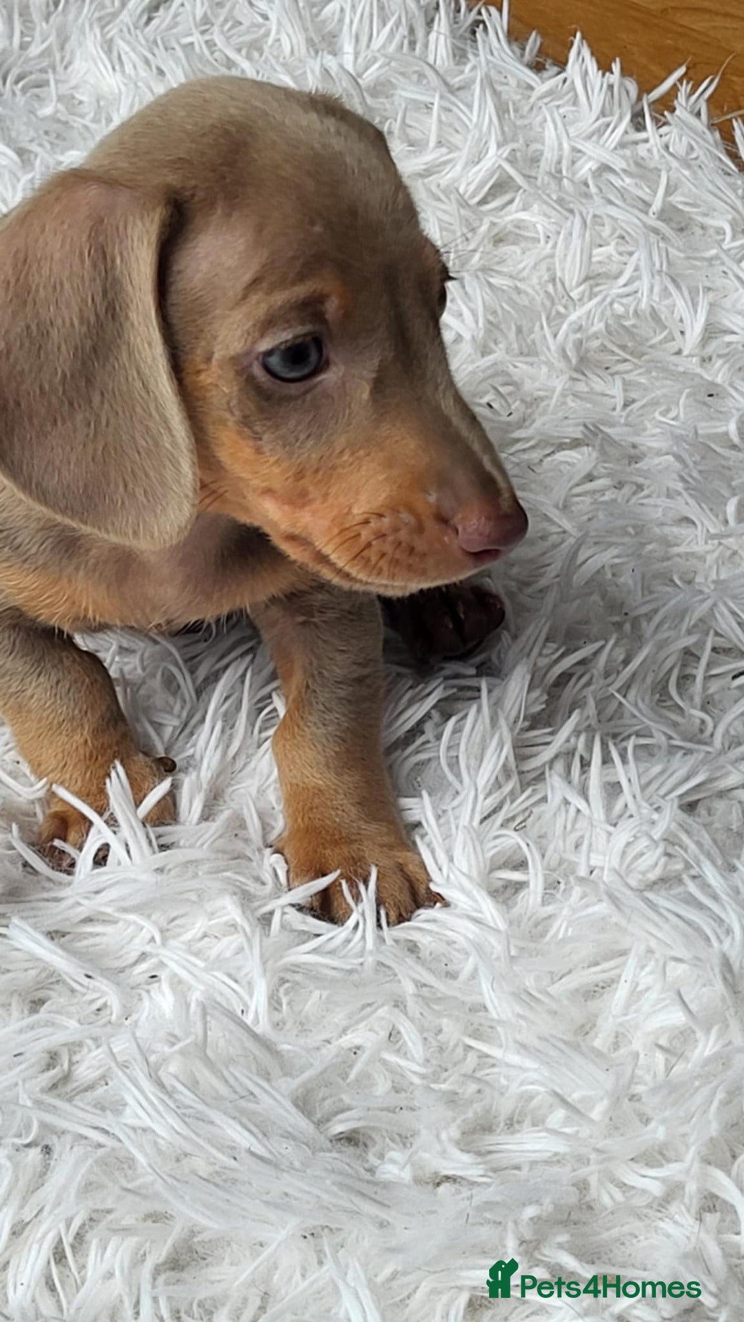 Dachshund dogs for sale: Miniature Isabella daucsunds for sale - Image 2