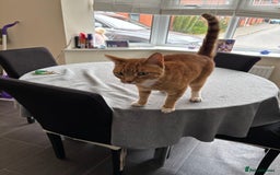 Domestic Shorthair cats for sale: Looking for a loving home  - Image 3