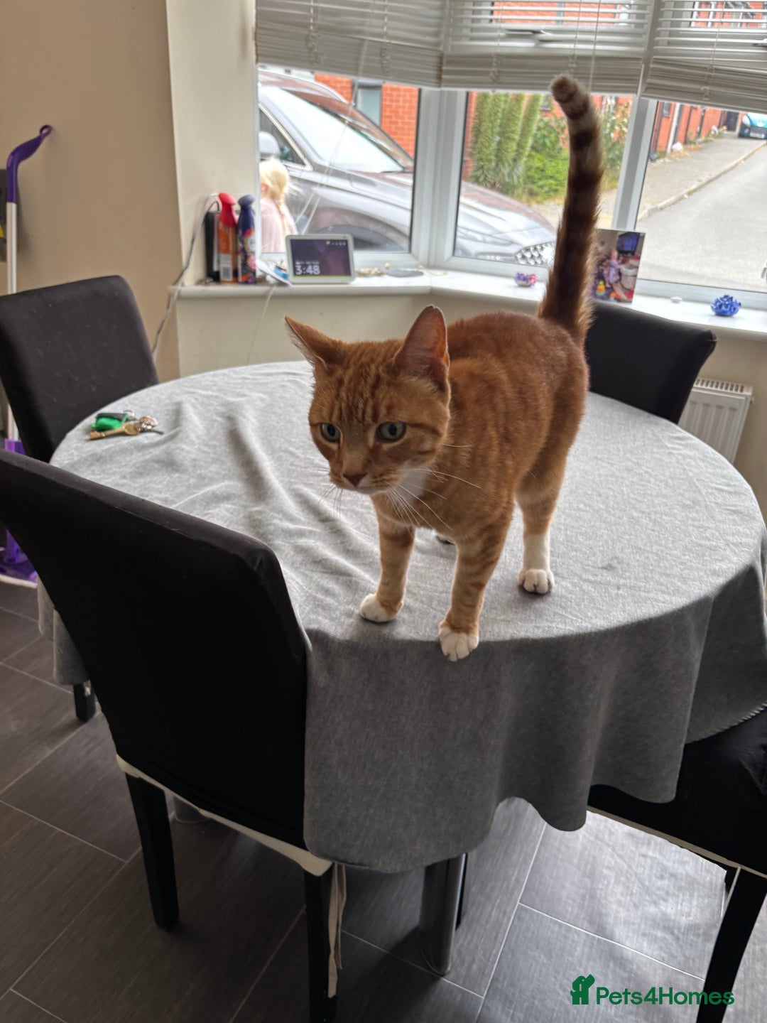 Domestic Shorthair cats for sale: Looking for a loving home  - Image 3