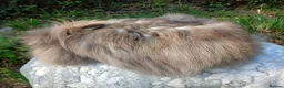 Lionhead rabbits for sale: Stunning Chocolate DM lionhead adult female rabbit - Advert 2