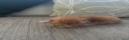 Mixed Breed cats for sale: 4 beautiful ginger boys  - Advert 10