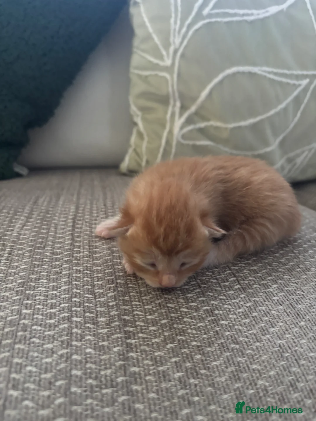 Mixed Breed cats for sale: 4 beautiful ginger boys  - Advert 10