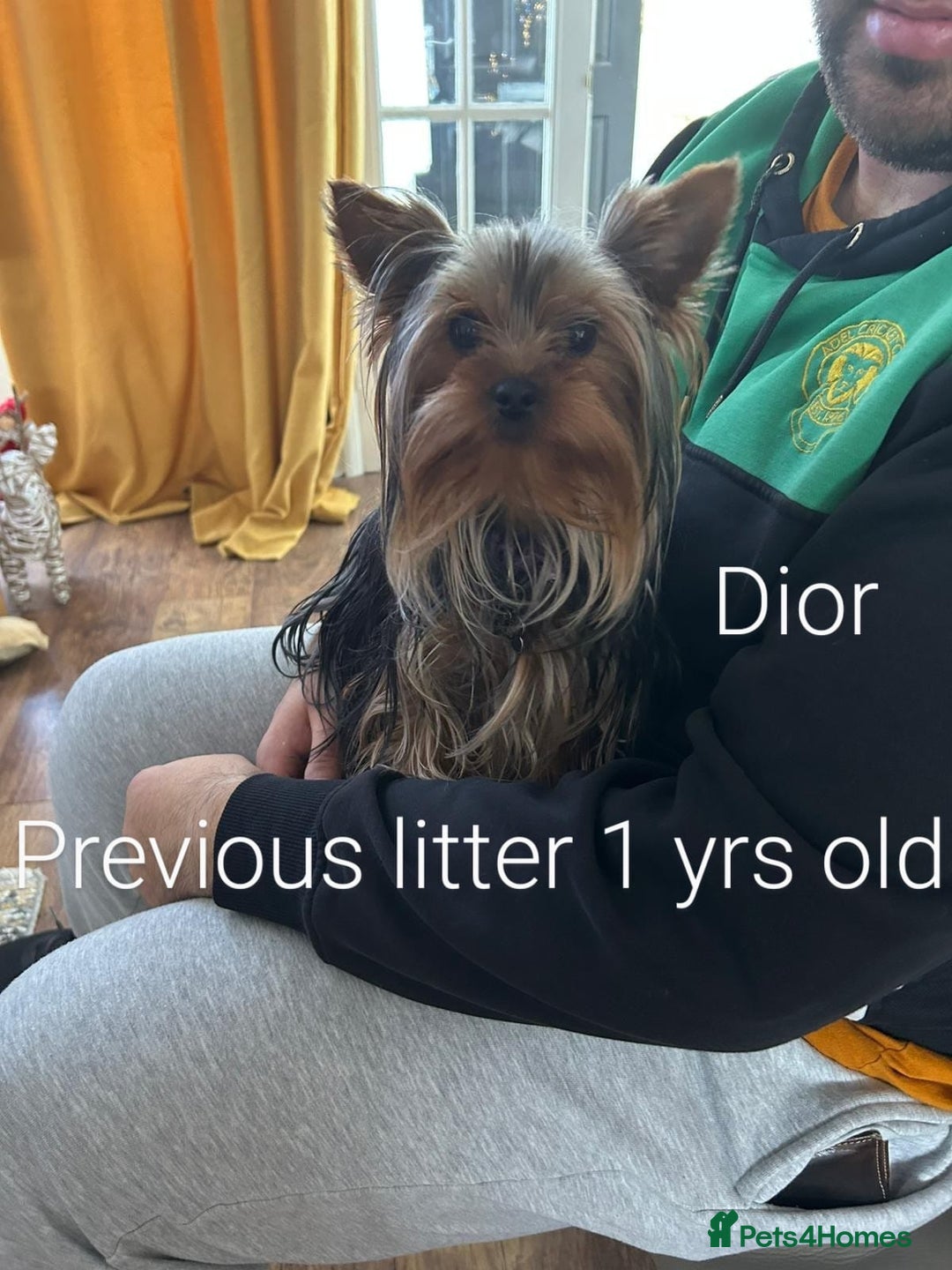 Yorkshire Terrier dogs for sale: 💝💝💝Both sides many champions 💝💝💝 in Leeds - Image 31