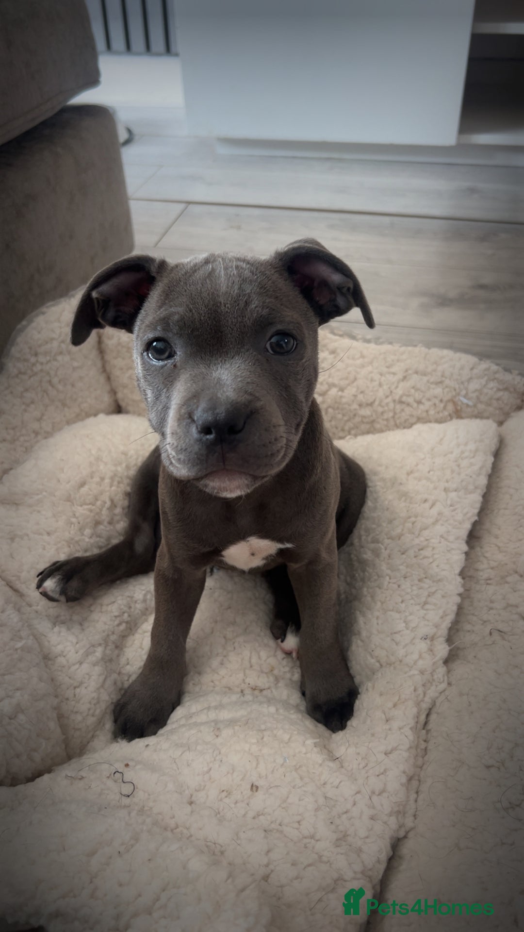 Staffordshire Bull Terrier dogs for sale: Blue staffie girl - Image 3