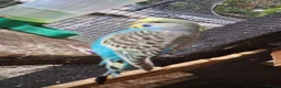 Budgerigars birds for sale: 4 blue chicks and 1 adult male  - Advert 13