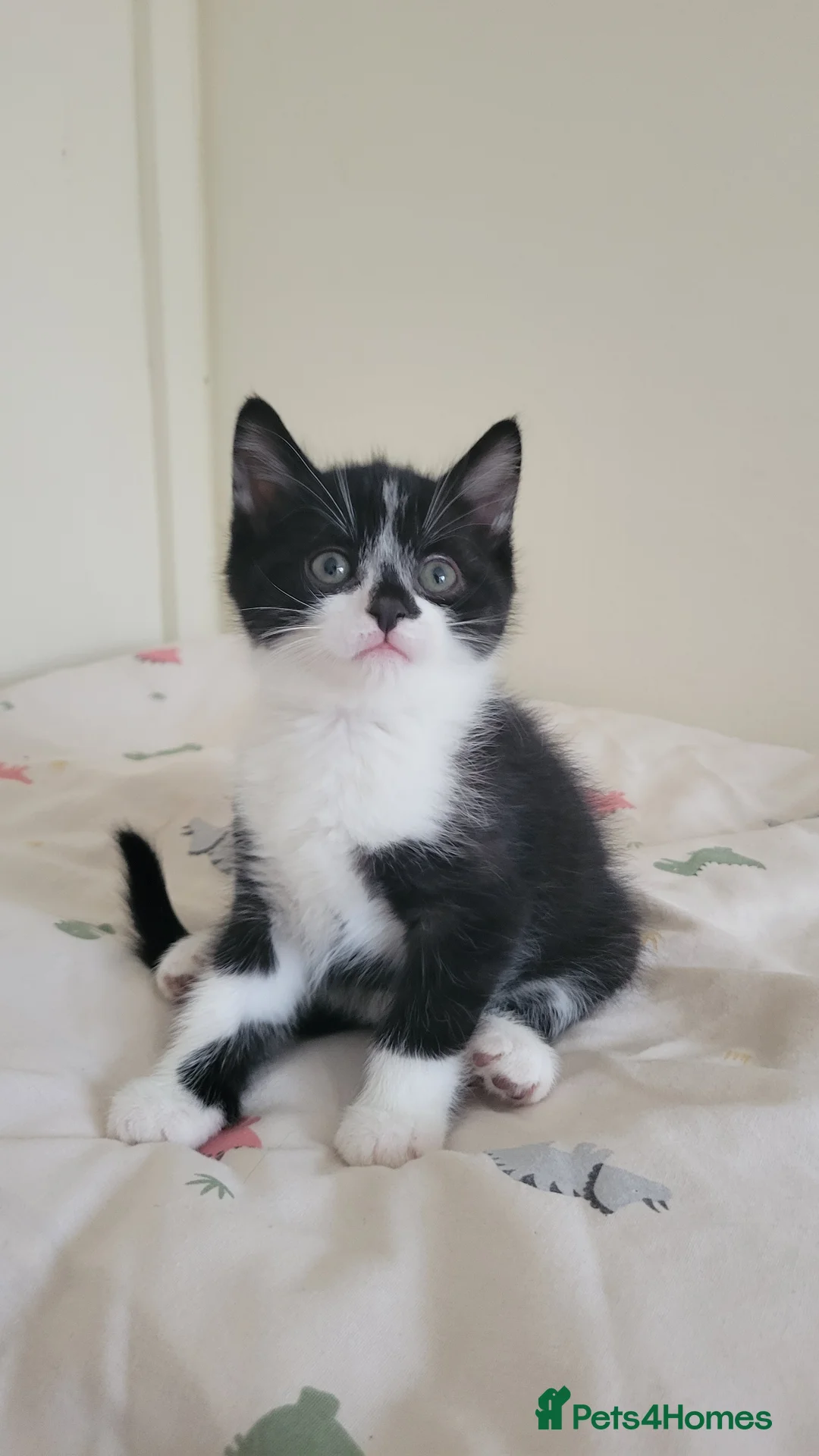 Mixed Breed cats for sale: 6 adorable kittens Ready for their forever homes - Advert 7