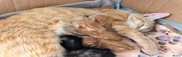 Mixed Breed cats for sale: Beautiful mixed-breed kittens for sale - Advert 3
