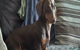 Dachshund dogs for sale: Two Dachshund Brothers - Image 3