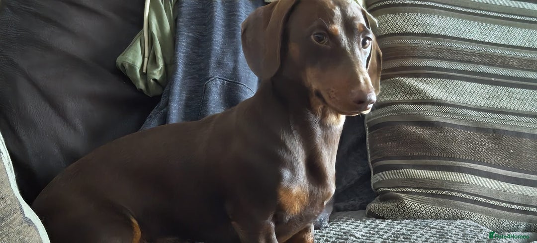 Dachshund dogs for sale: Two Dachshund Brothers - Image 3