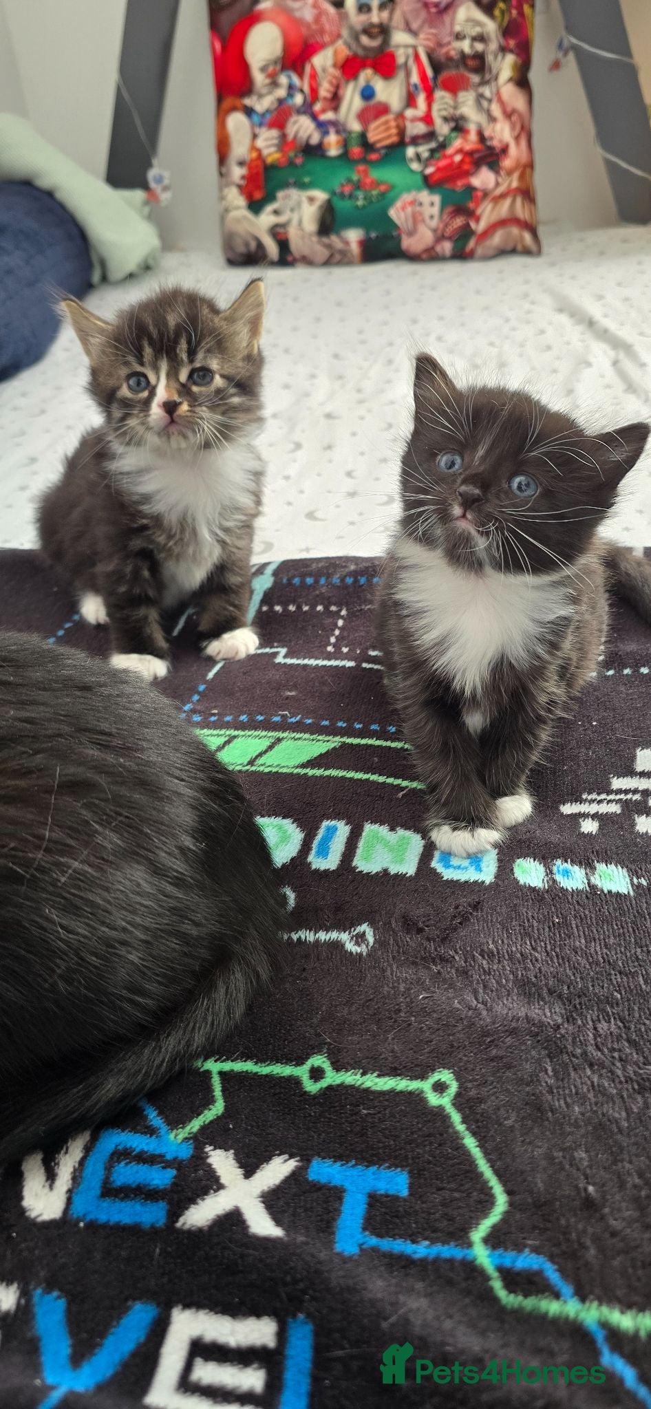Domestic Shorthair cats 3 Beautiful female kittens  - Advert 6