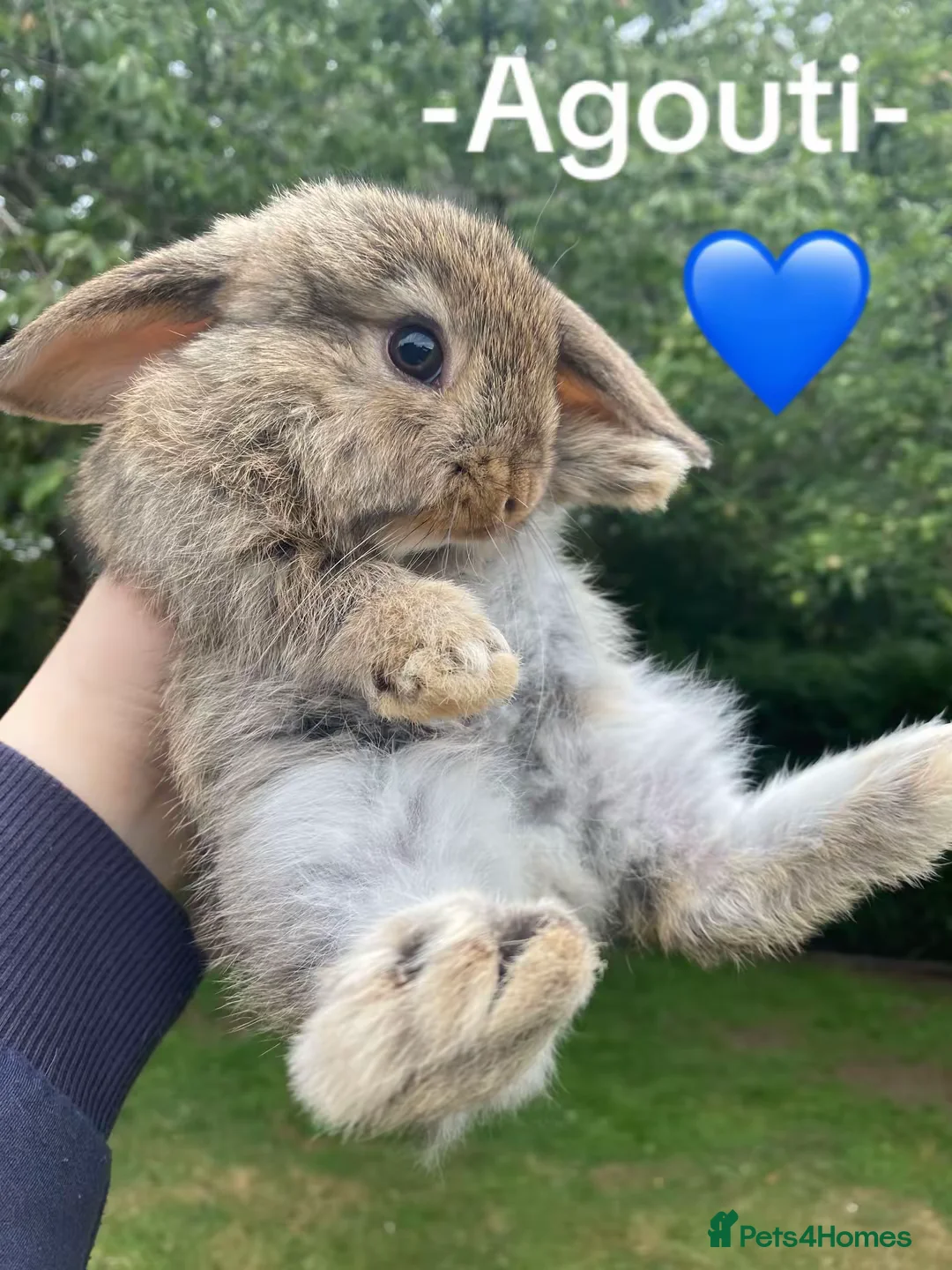 Mini Lop rabbits for sale: -One Gorgeous Mini Lop Boy- Ready to leave! - Advert 1