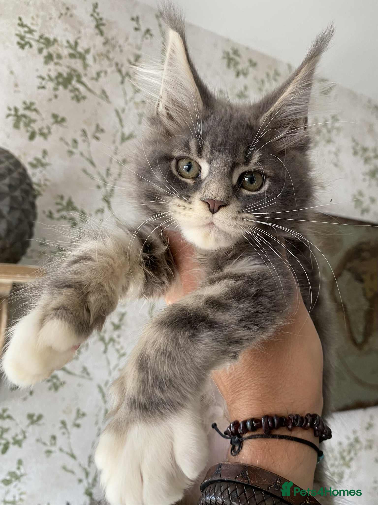 Maine Coon cats Breeding queens and studs  - Advert 11