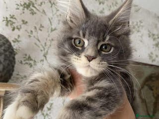 Maine Coon cats Breeding queens and studs - Advert 9