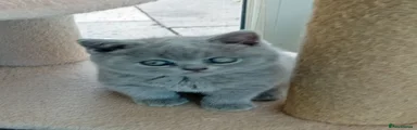 British Shorthair 5