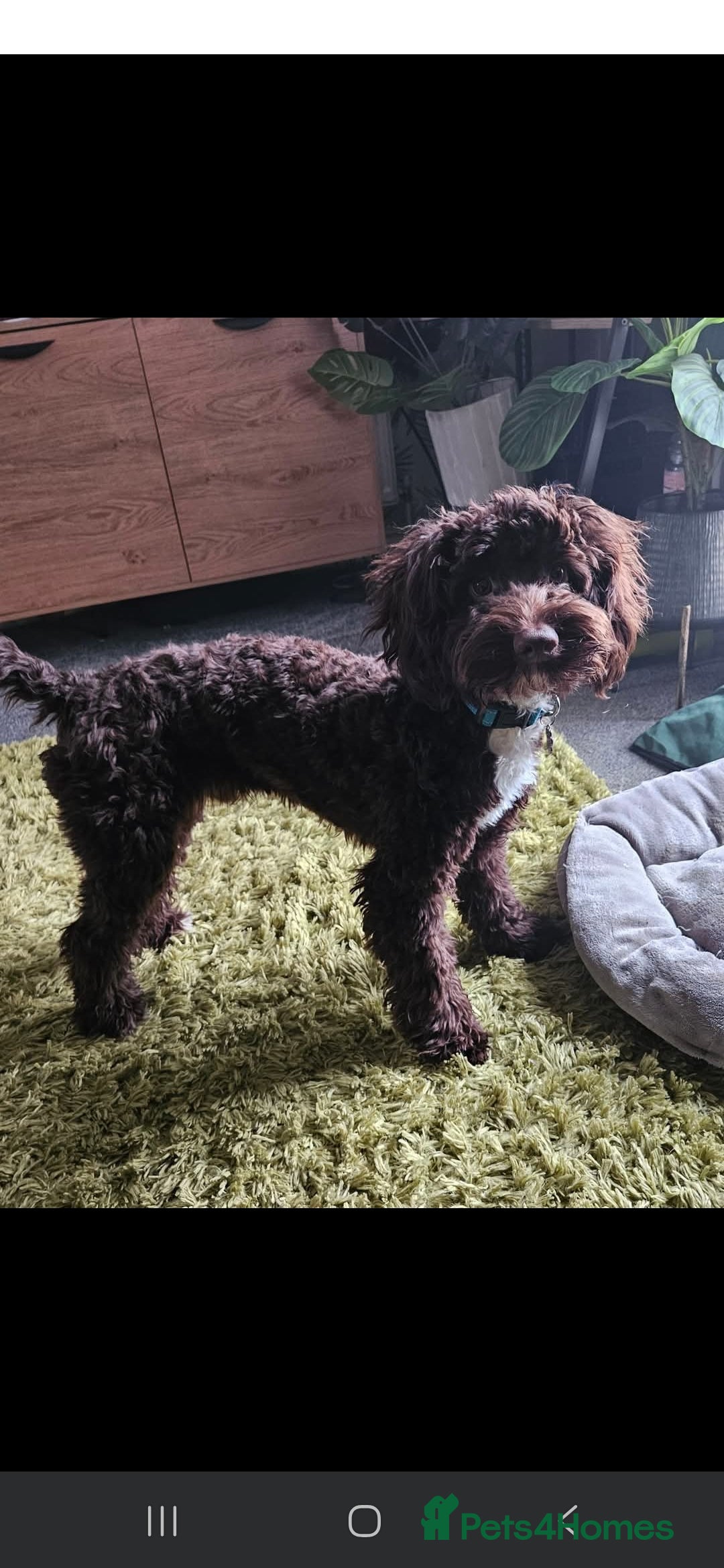 Cockapoo dogs for sale: Cockerpoo puppies for sale  - Image 13