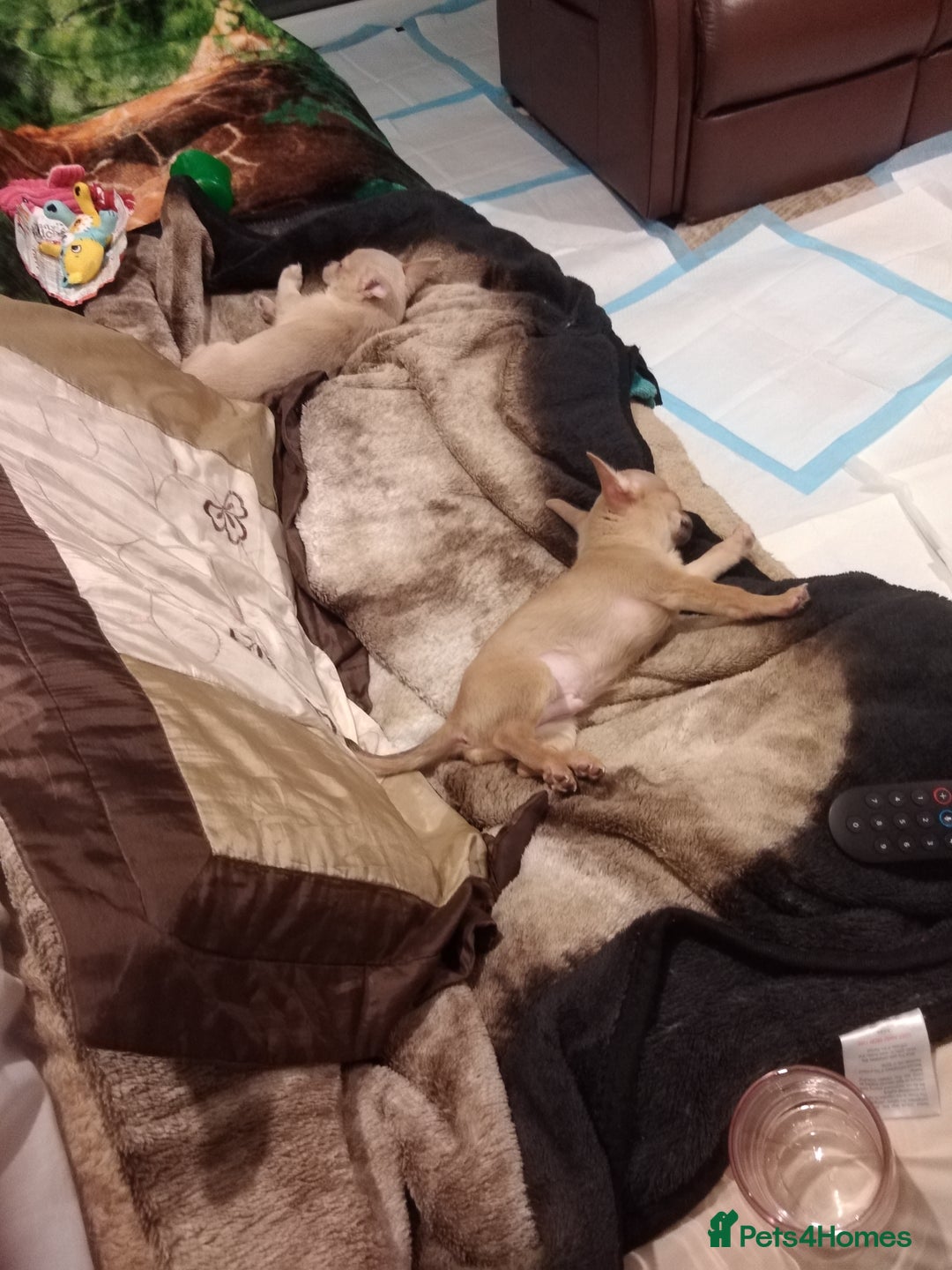 Chihuahua dogs for sale: Miss  - Advert 1