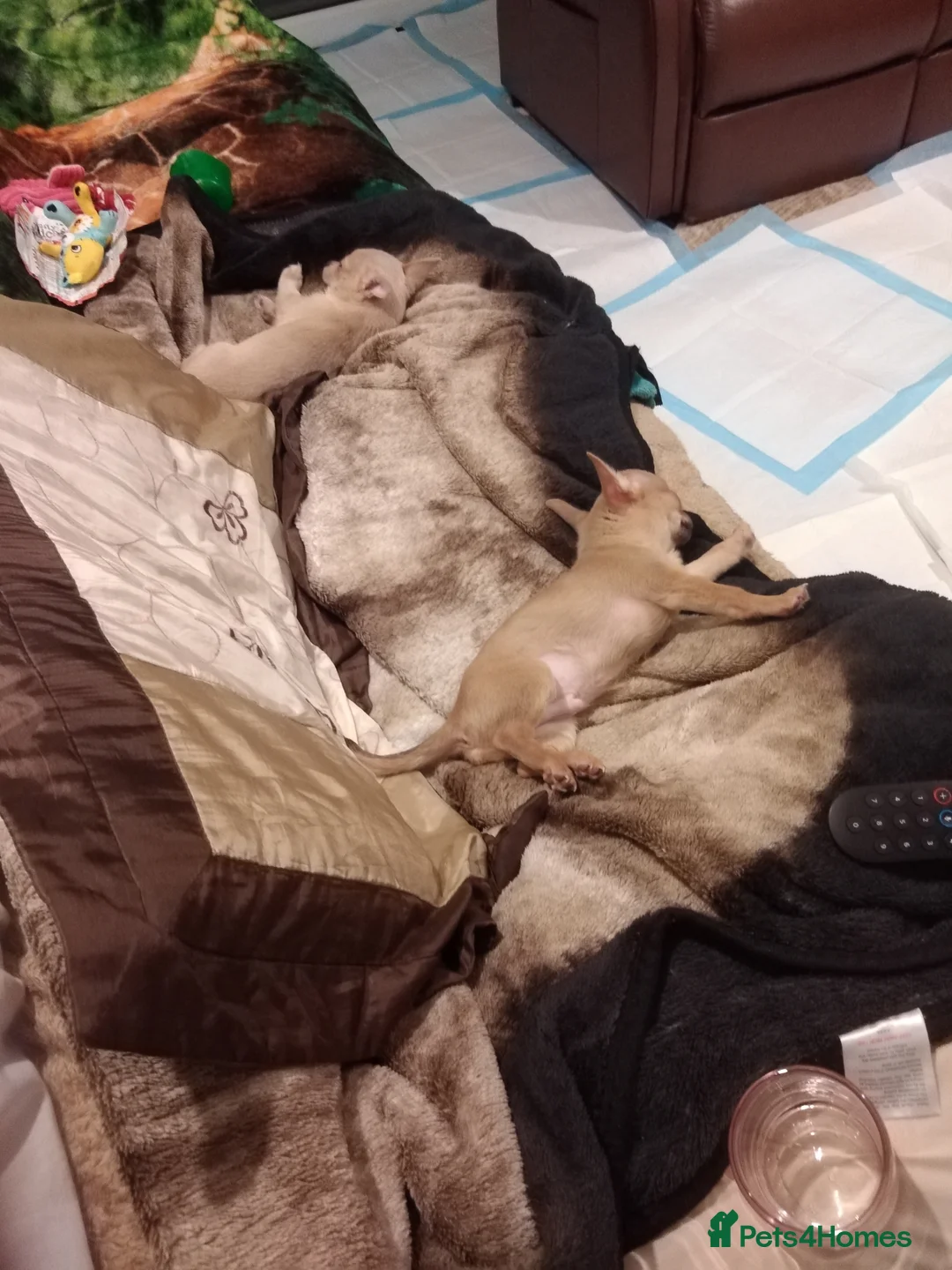 Chihuahua dogs for sale: Miss  - Advert 1