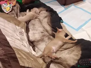 Chihuahua dogs Miss - Advert 4