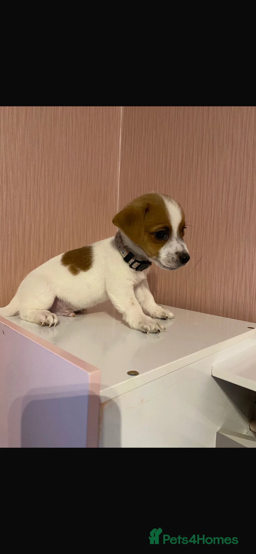 Jack Russell dogs for sale: Boy jack Russels  - Advert 2