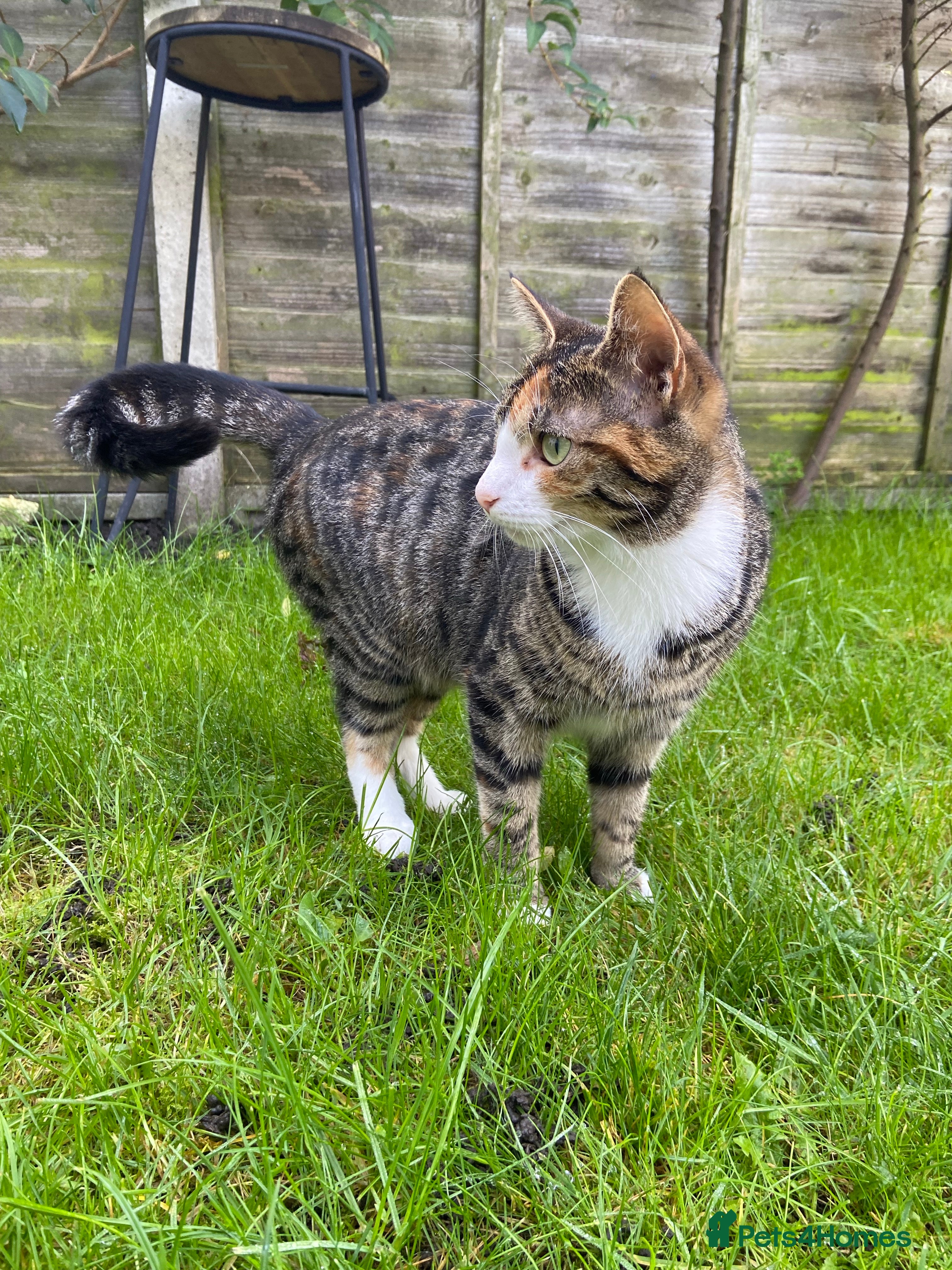 Domestic Shorthair cats Two male ginger, One female cali kittens - Advert 3