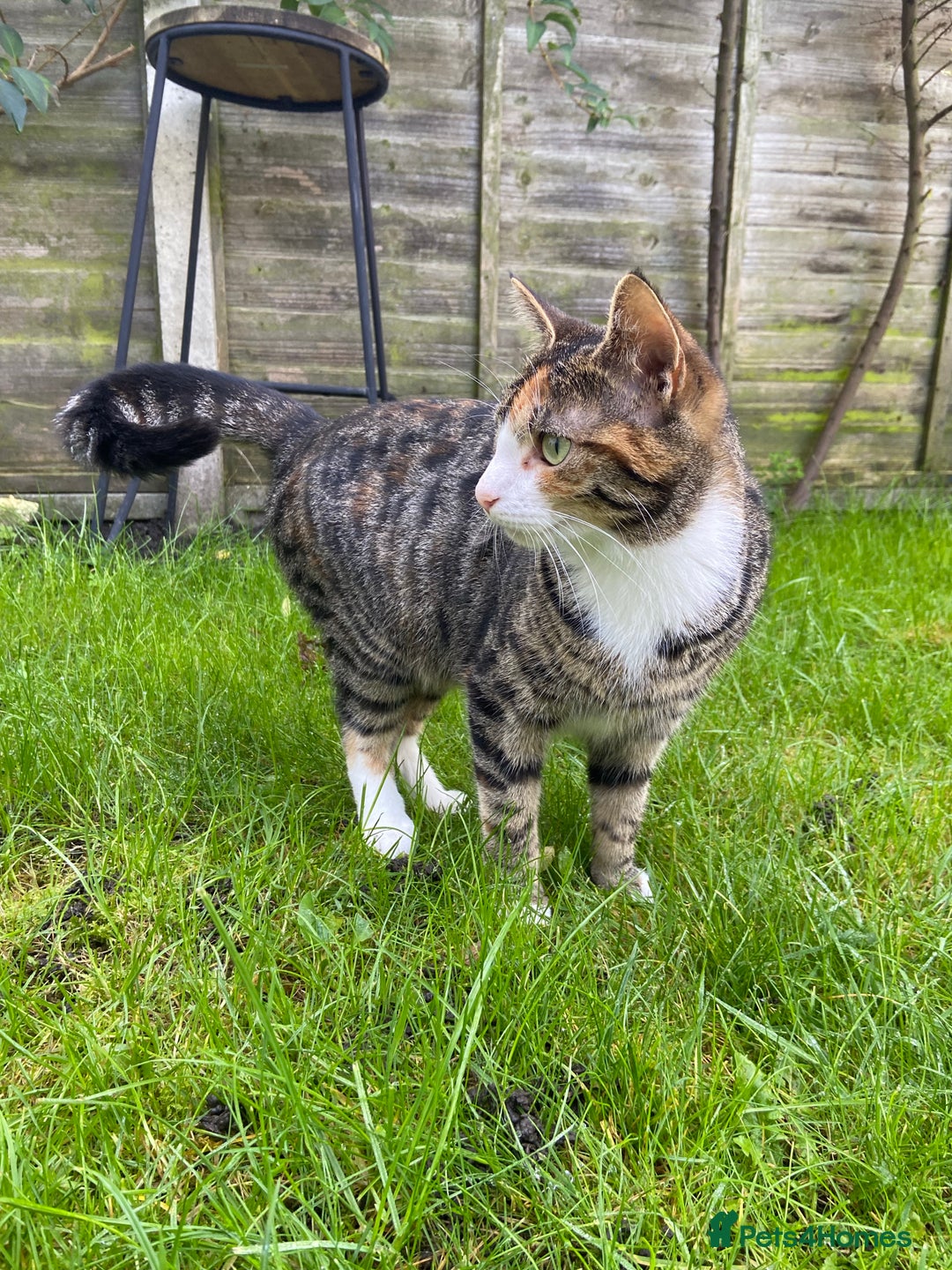 Domestic Shorthair cats for sale: Two male ginger, One female cali kittens - Advert 3