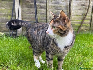 Domestic Shorthair cats Two male ginger, One female cali kittens - Advert 3