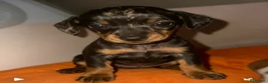 Miniature Dachshund 3