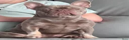 French Bulldog dogs for sale: French bulldog - Advert 1