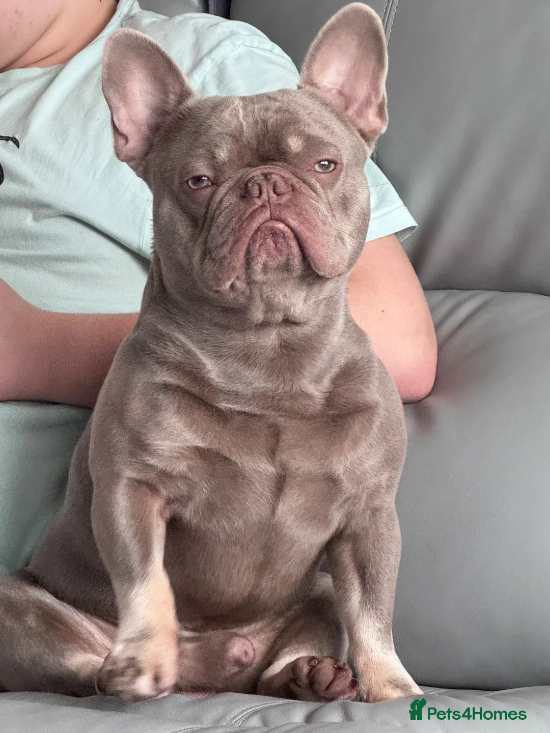 French Bulldog dogs for sale: French bulldog - Advert 1