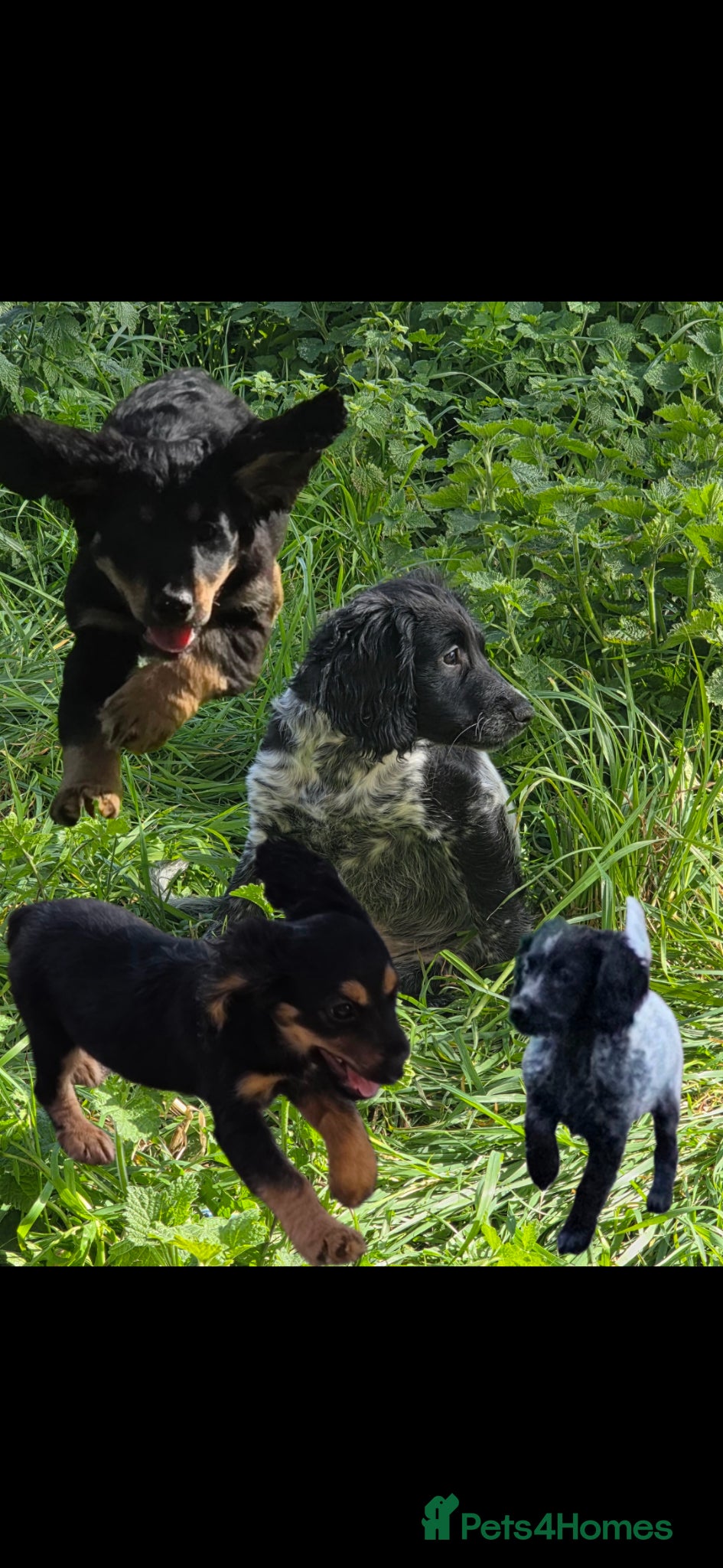 Cockapoo dogs 😍 4 Boys Left Fully Vaccinated & Ready to leave😍 - Advert 8