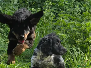 Cockapoo dogs 😍 4 Boys Left Fully Vaccinated & Ready to leave😍 - Advert 8