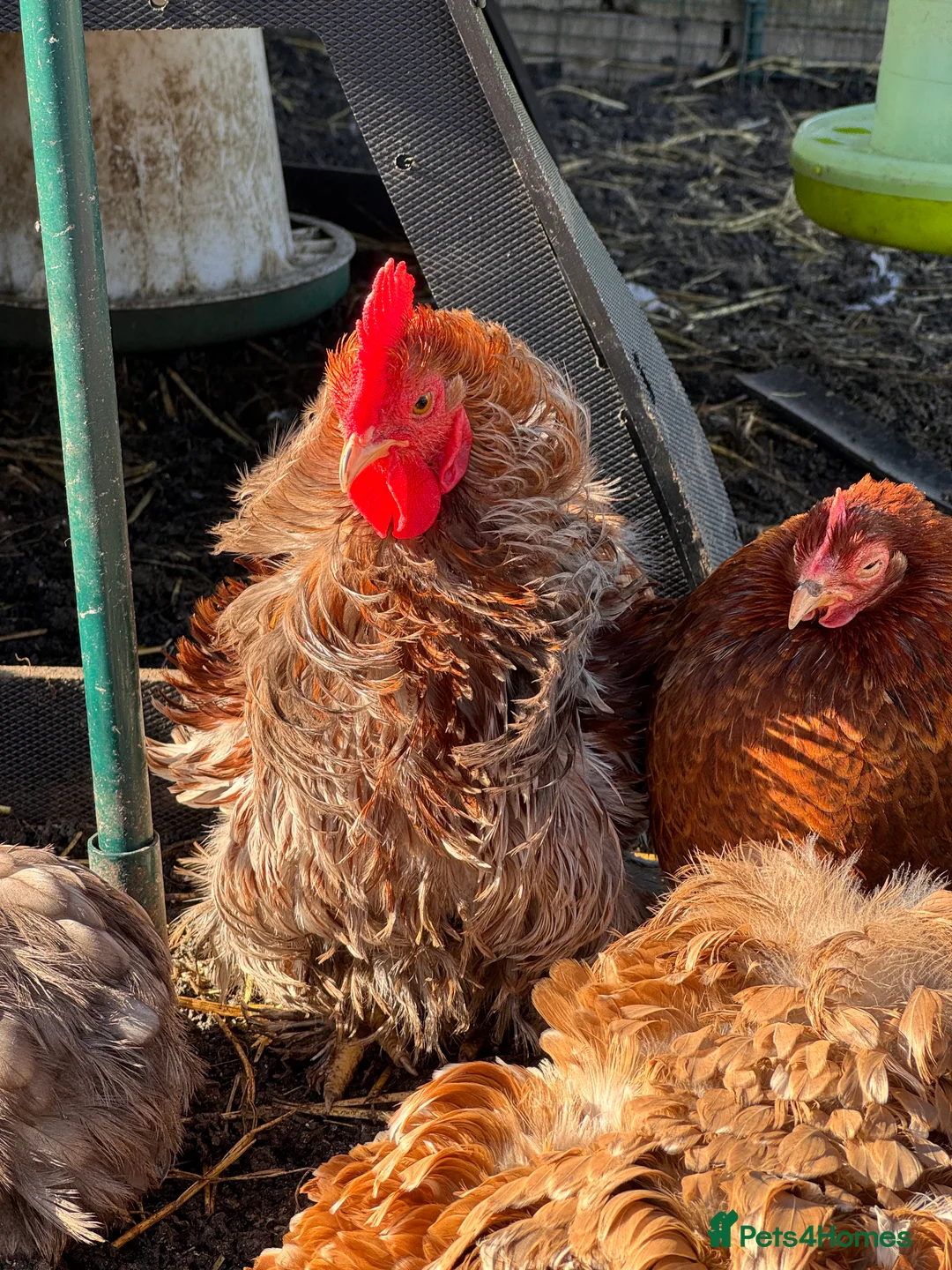 Chickens poultry for sale: Pekin Boys needing ladies of their own!  - Advert 2