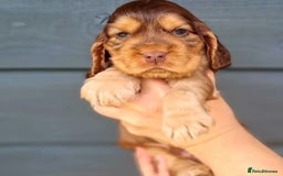 Cocker Spaniel dogs for stud: Serci import Chocolate sable show cocker stud - Image 4