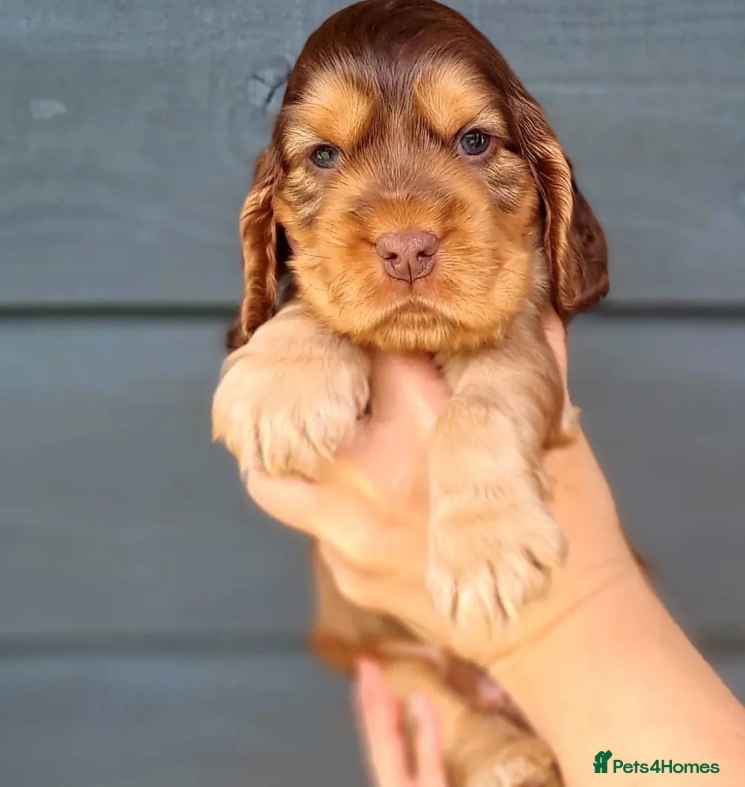 Cocker Spaniel dogs for stud: Serci import Chocolate sable show cocker stud - Image 4