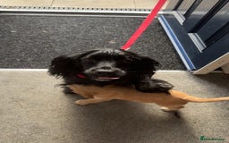 Cocker Spaniel dogs for sale: 2 cream and white cocker spaniel puppies - Image 5