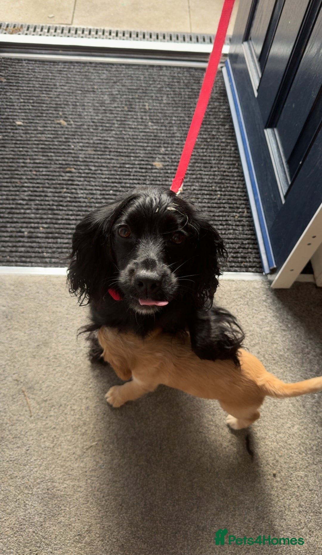 Cocker Spaniel dogs for sale: 2 cream and white cocker spaniel puppies - Image 5