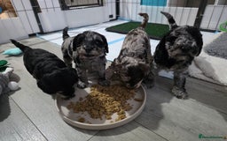 Schnoodle dogs for sale: 3 Stunning F2b Mearle Schnoodle Puppies - Image 21