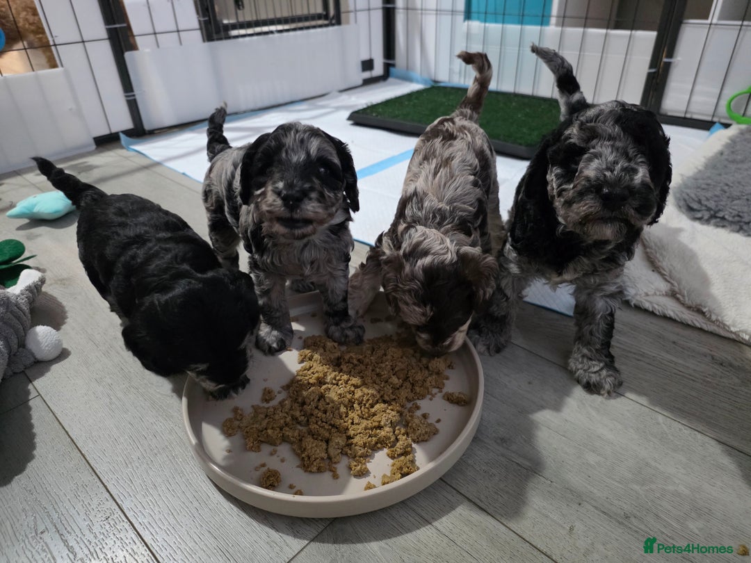 Schnoodle dogs for sale: 3 Stunning F2b Mearle Schnoodle Puppies - Image 21