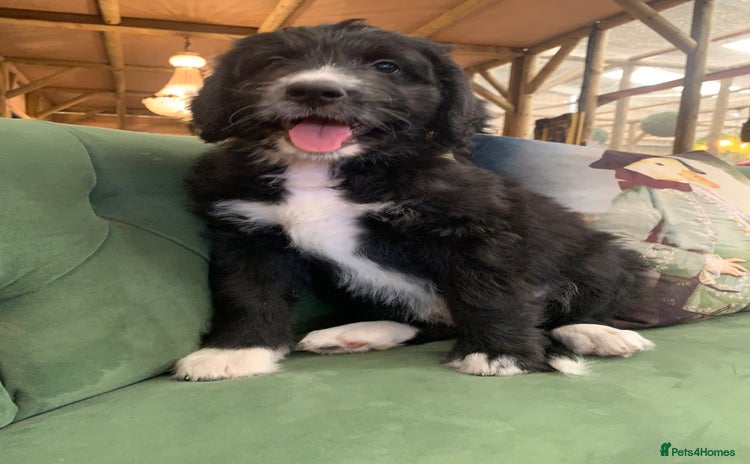 Bernedoodle dogs - Advert 1