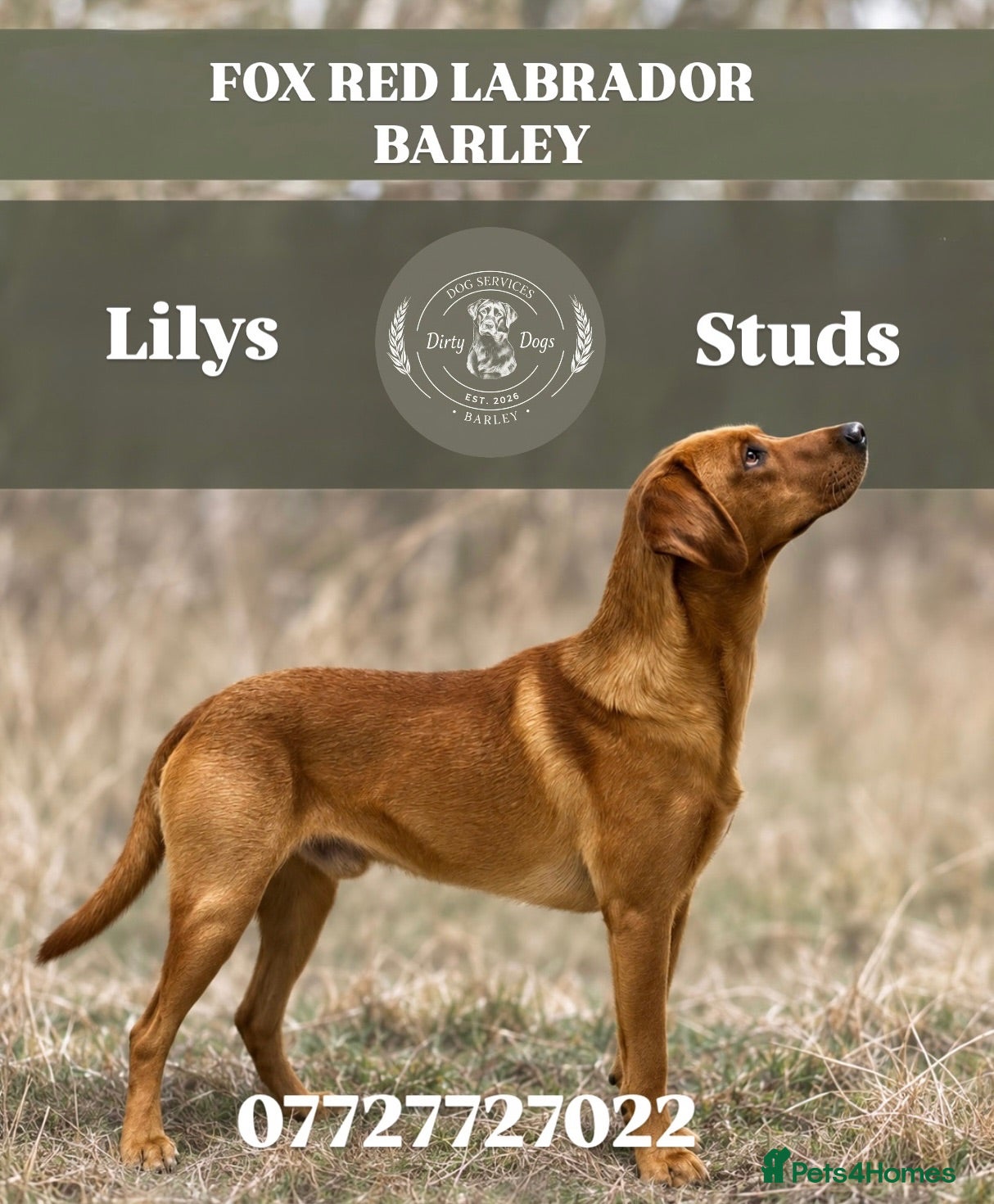 Labrador Retriever dogs BARLEY LABRADOR for stud  - Advert 1