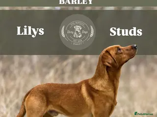 Labrador Retriever dogs BARLEY LABRADOR for stud - Advert 1
